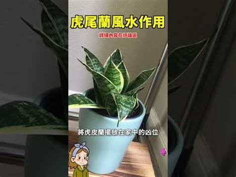 佛手虎尾蘭風水|【虎尾蘭風水】虎尾蘭風水指南：招財旺運、避厄除煞